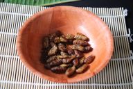 Team building MadCityZen : repousser ses limites en goûtant des insectes. | © MadCityZen